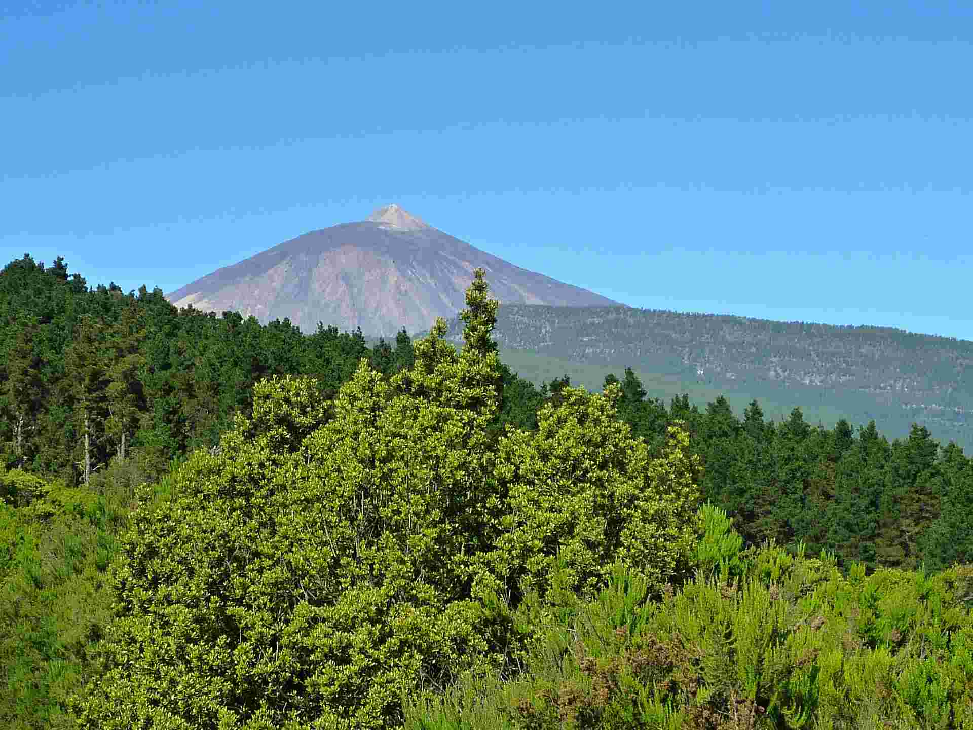 Tenerife. Immagine della corona forestale di Tenerife con l'edificio vulcanico del Teide sullo sfondo.