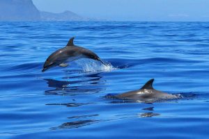 Fotografia di delfini in acque blu. uno di loro sta saltando e l'altro sporge la pinna superiore.