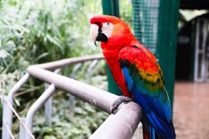 Foto di un pappagallo prevalentemente rosso, e con ali multicolori (blu, verde, arancione).